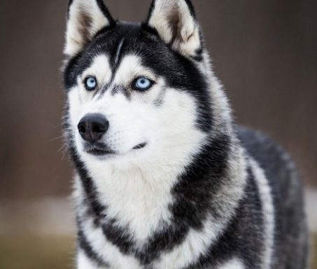 собака хаски
