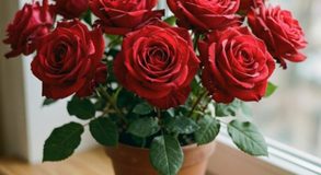 розы цветы