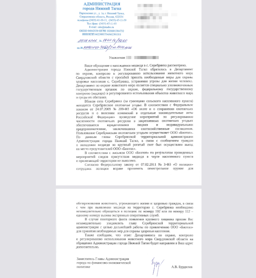 медведь теленок серебрянка